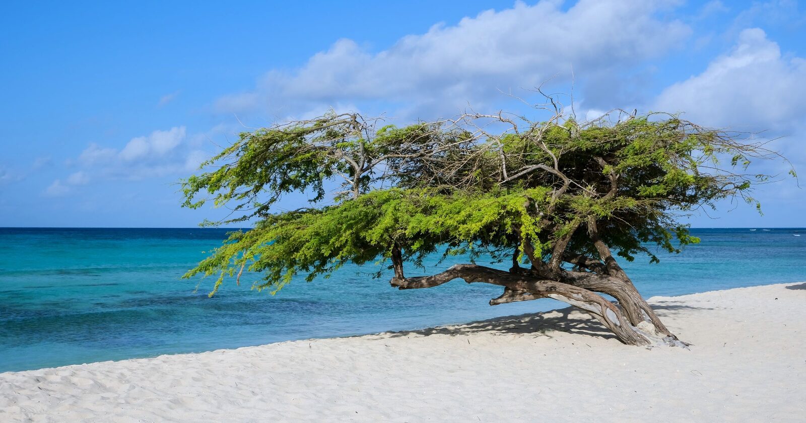 A leaning divi-divi tree on the white sand of Eagle Beach, Aruba, with turquoise Caribbean sea behind